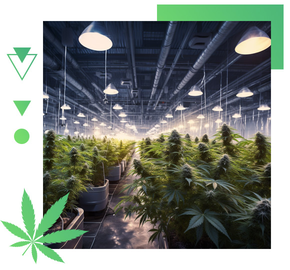 Cannabis Produktion